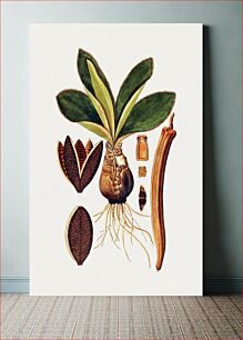 Πίνακας, Vintage haemanthus ciliaria plant