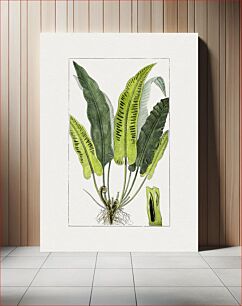 Πίνακας, Vintage hart's-tongue fern