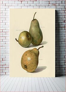 Πίνακας, Vintage illustration of beurre dance, beurre diel, summer beurre d' aremberg pears The Fruit Grower's Guide (1891) by John Wright
