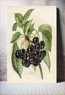 Πίνακας, Vintage illustration of early rivers cherries The Fruit Grower's Guide (1891) by John Wright