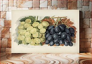 Πίνακας, Vintage illustration of grape The Fruit Grower's Guide (1891) by John Wright
