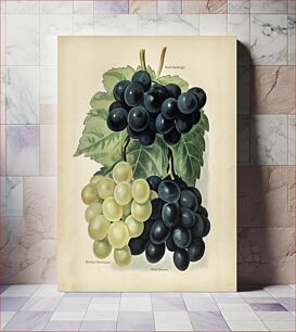 Πίνακας, Vintage illustration of grape The Fruit Grower's Guide (1891) by John Wright