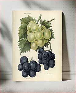 Πίνακας, Vintage illustration of grapes The Fruit Grower's Guide (1891) by John Wright