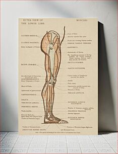 Πίνακας, Vintage illustration of lower limb published in 1899 by James M Dunlop