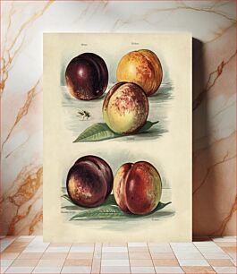 Πίνακας, Vintage illustration of peach The Fruit Grower's Guide (1891) by John Wright