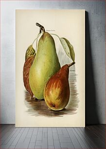 Πίνακας, Vintage illustration of pear The Fruit Grower's Guide (1891) by John Wright
