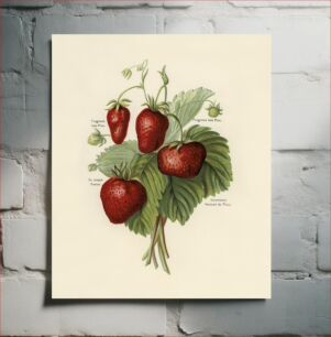 Πίνακας, Vintage illustration of strawberries The Fruit Grower's Guide (1891) by John Wright