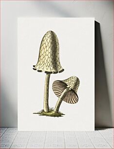Πίνακας, Vintage inky cap edible mushroom