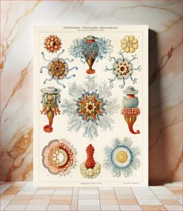 Πίνακας, Vintage jellyfish illustration wall art print and poster design remix from original artwork