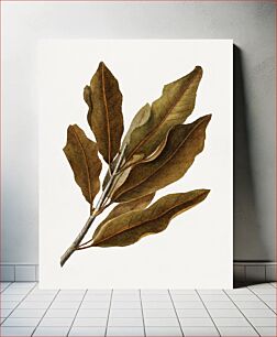 Πίνακας, Vintage macadamia leaves illustration