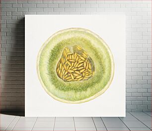 Πίνακας, Vintage melon illustration