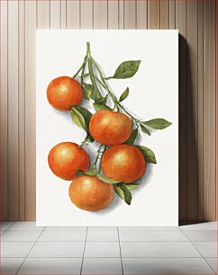 Πίνακας, Vintage oranges illustration