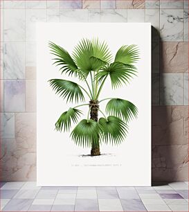 Πίνακας, Vintage palm tree illustration. Les Palmiers Histoire Iconographique (1878), illustrated by Oswald de Kerchove de Denterghem