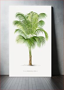 Πίνακας, Vintage palm tree illustration. Les Palmiers Histoire Iconographique (1878), illustrated by Oswald de Kerchove de Denterghem