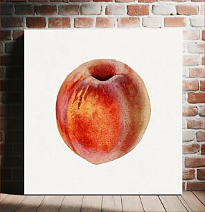Πίνακας, Vintage peach illustration