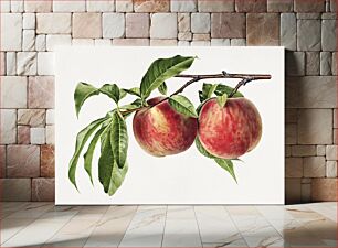 Πίνακας, Vintage peach illustration
