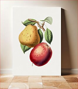 Πίνακας, Vintage pear and apple