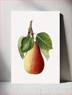 Πίνακας, Vintage pear illustration