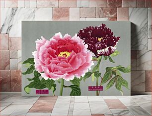 Πίνακας, Vintage peony flowers in pink & fuchsia, print from The Picture Book of Peonies by the Niigata Prefecture, Japan