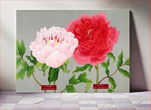 Πίνακας, Vintage peony flowers in pink & red, print from The Picture Book of Peonies by the Niigata Prefecture, Japan