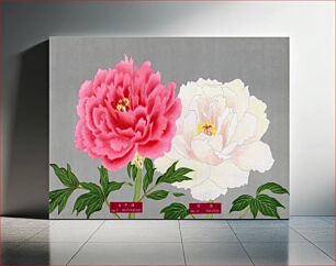 Πίνακας, Vintage peony flowers in pink & white, print from The Picture Book of Peonies by the Niigata Prefecture, Japan