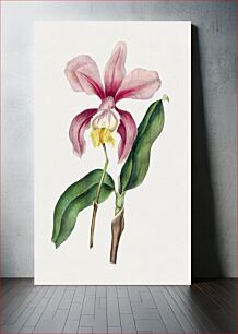 Πίνακας, Vintage piattleya orchid