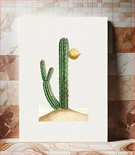 Πίνακας, Vintage pilocereus cactus