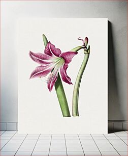 Πίνακας, Vintage pink amaryllis lily flower