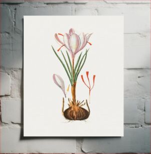 Πίνακας, Vintage pink saffron crocus