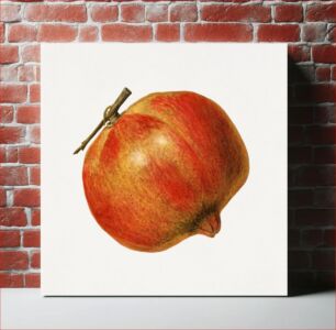 Πίνακας, Vintage pomegranate illustration