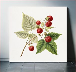 Πίνακας, Vintage red raspberries (Rubus Xneglectus) (1918) by Royal Charles Steadman