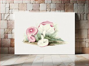 Πίνακας, Vintage russula emetica mushroom