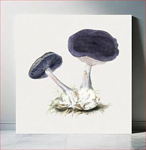 Πίνακας, Vintage violet webcap mushroom