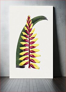 Πίνακας, Vintage vriesea bromelia plant