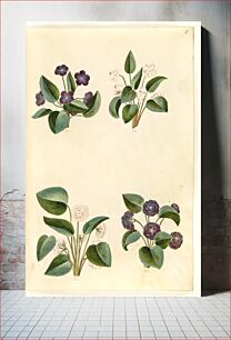 Πίνακας, Viola odorata (March violet) by Maria Sibylla Merian