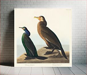 Πίνακας, Violet-green Cormorant and Townsend's Cormorant from Birds of America (1827) by John James Audubon (1785 - 1851), etched by Robert Havell (1793 - 1878)