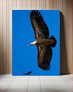 Πίνακας, Vulture in Flight Γύπας σε πτήση