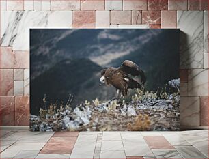 Πίνακας, Vulture in the Wild Γύπας στην άγρια ​​φύση