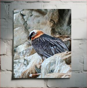 Πίνακας, Vulture on Rocky Terrain Γύπας σε βραχώδες έδαφος