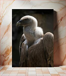 Πίνακας, Vulture Portrait Πορτρέτο Γύπας