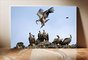 Πίνακας, Vultures Gathering Συγκέντρωση Γύπων