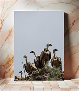 Πίνακας, Vultures on a Rock Γύπες σε βράχο