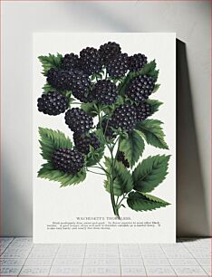 Πίνακας, Wachusetts Thornless blackberry lithograph