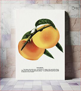 Πίνακας, Wager peach lithograph