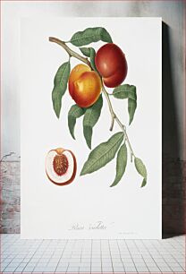 Πίνακας, Walnut (Persica violacea) from Pomona Italiana (1817 - 1839) by Giorgio Gallesio (1772-1839)