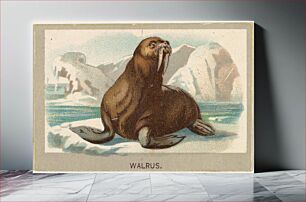 Πίνακας, Walrus, from the Animals of the World series (T180), issued by Abdul Cigarettes