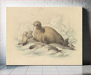 Πίνακας, Walruses