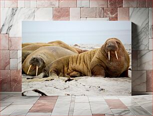Πίνακας, Walruses Resting on the Beach Walruses που αναπαύονται στην παραλία