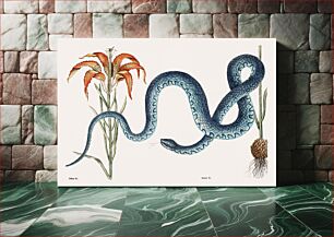 Πίνακας, Wampum Snake (Anguis) from The natural history of Carolina, Florida, and the Bahama Islands (1754) by Mark Catesby (1683-1749)