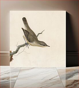 Πίνακας, Warbler: Reed Wren